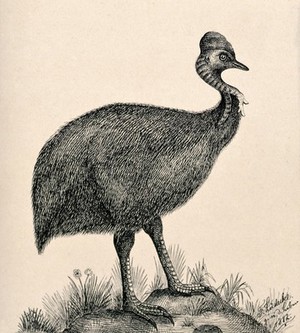 view A cassowary bird standing on a rock. Reproduction of an etching by F. Lüdecke.