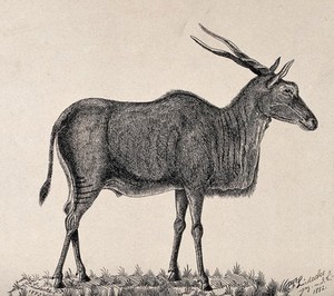 view An antelope. Reproduction of an etching by F. Lüdecke, 1882.