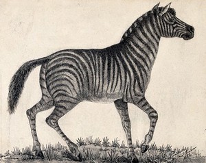 view A zebra. Reproduction of an etching by F. Lüdecke.