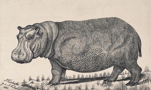 view A hippopotamus. Reproduction of an etching by F. Lüdecke.