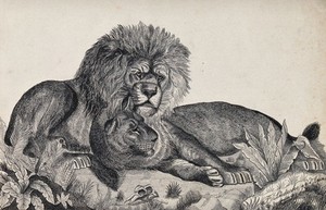 view A male and a female lion resting. Reproduction of an etching by F. Lüdecke.