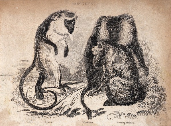 Three monkeys: wanderoo, howling monkey and diana. Etching by T. Landseer.