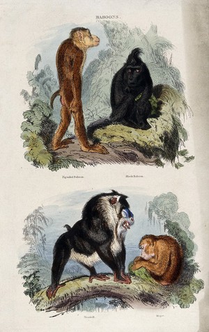 view Four baboons: pigtailed baboon, black baboon, mandrill, and magot. Coloured etching by T. Landseer.