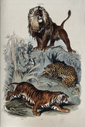 view Three cats: A lion standing on a rock, a leopard curled up under neath, and a tiger prowling. Coloured etching by T. Landseer.