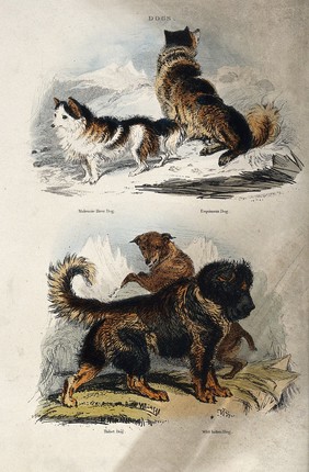 Four dogs: Above, a Makenzie River dog and a Esquimaux dog, below, a Thibet dog and a Wild Indian dog. Coloured etching by T. Landseer.