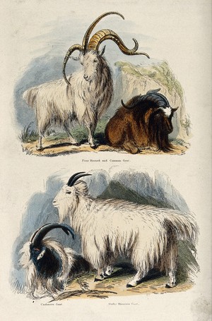 view Four goats: above, A four horned and a common goat, below, a cashmere goat and a Rocky mountain goat. Coloured etching by T. Landseer.