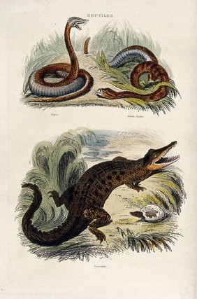 Above, a viper rearing and a rattle snake wriggling through grass, below, a crocodile next to its hatching young. Coloured etching by T. Landseer.
