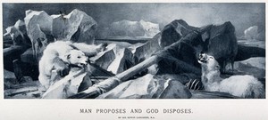 view Two polar bears despoiling the remains of a shipwreck in a desolate arctic setting. Reproduction of an oil painting by E. H. Landseer.