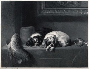 view Two spaniels lying on a table covering. Reproduction of an engraving by J. Outrim after a painting by E. H. Landseer.