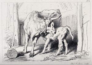 view A cow licking its calf while it is feeding on her. Etching by C. Lewis after E. H. Landseer.