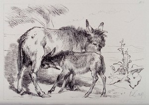 view A donkey licking its foal while it is feeding. Etching by C. Lewis after E. H. Landseer.