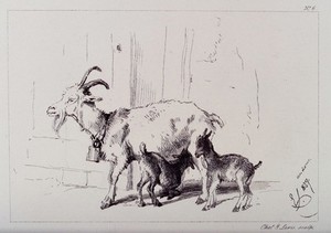 view A nanny goat with two kids, one of which is feeding on its mother. Etching by C. Lewis after E. H. Landseer.