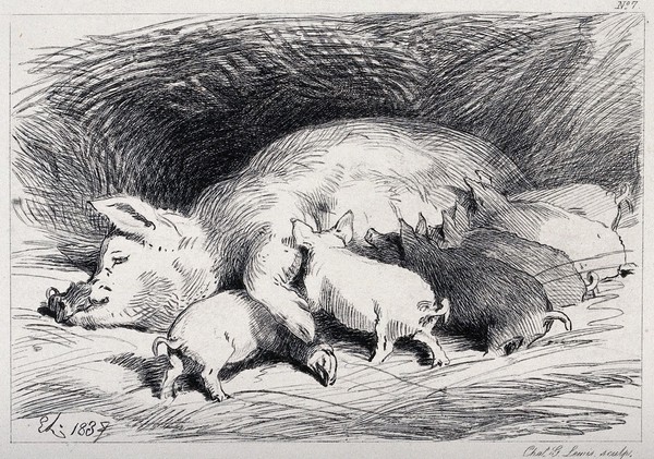 A sow lying down in the pen, with six piglets feeding. Etching by C. Lewis after E. H. Landseer.