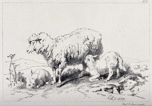 view A sheep and two lambs standing on a meadow, with one of the lambs feeding on the mother. Etching by C. Lewis after E. H. Landseer.