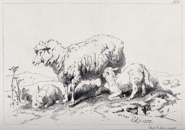 A sheep and two lambs standing on a meadow, with one of the lambs feeding on the mother. Etching by C. Lewis after E. H. Landseer.