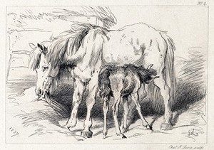 view A mare with its suckling foal. Etching by C. G. Lewis after E. H. Landseer.