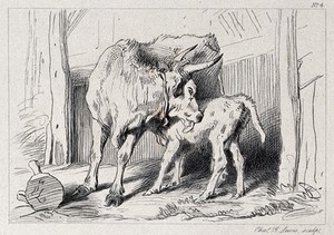 view A cow is licking its suckling calf. Etching by C. G. Lewis after E. H. Landseer.