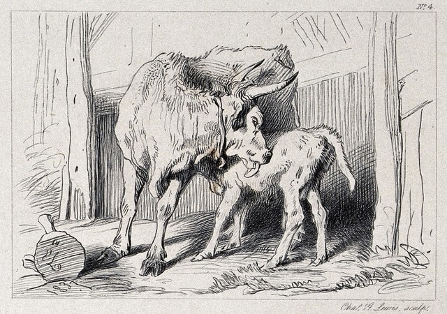 A cow is licking its suckling calf. Etching by C. G. Lewis after E. H. Landseer.