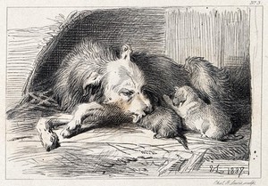 view A bitch is licking its suckling puppies. Etching by C. G. Lewis after E. H. Landseer.