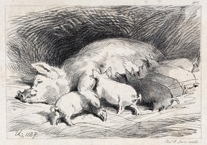 view A sow lying in the straw with six suckling piglets. Etching by C. G. Lewis after E. H. Landseer.