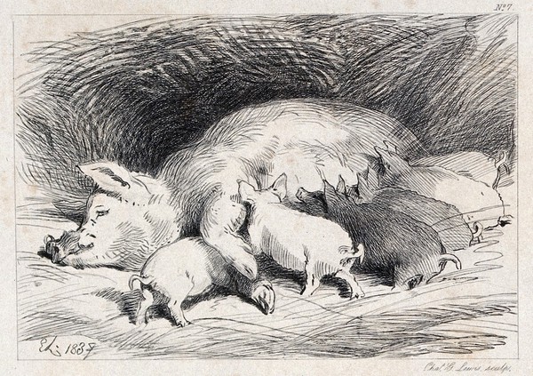 A sow lying in the straw with six suckling piglets. Etching by C. G. Lewis after E. H. Landseer.