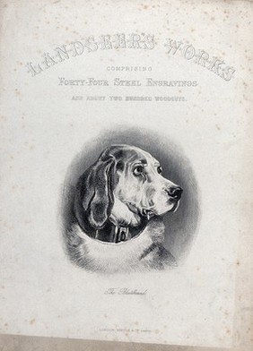 A bloodhound with a heavy collar. Steel engraving after Landseer.