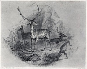 view A stag standing in a mountainous landscape with stags and does in the background. Steel engraving by C. G. Lewis after E. H. Landseer.