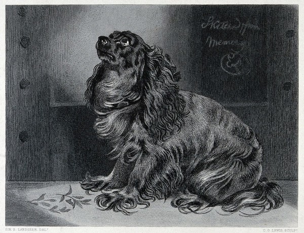 A pet dog sitting and looking up with an expectant gaze. Steel engraving by C. G. Lewis after E. H. Landseer.