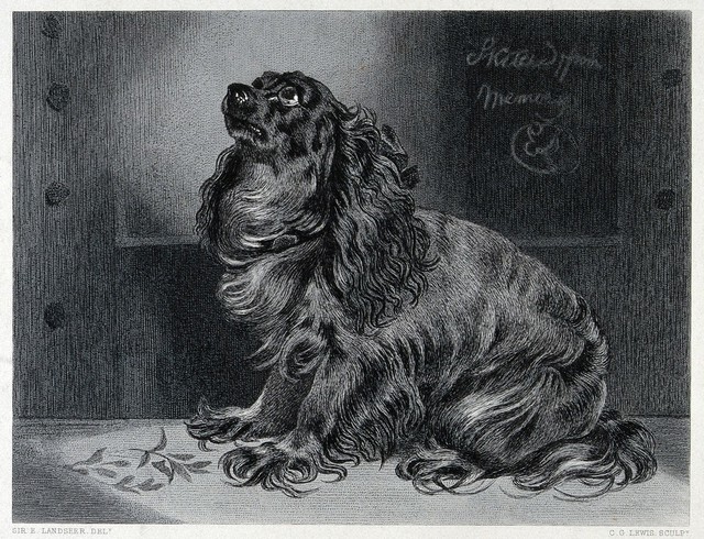 A pet dog sitting and looking up with an expectant gaze. Steel engraving by C. G. Lewis after E. H. Landseer.