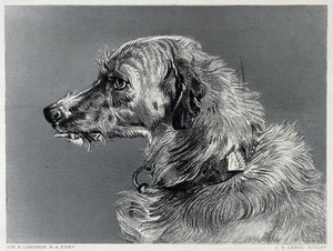 view Head of a deerhound. Steel engraving by C. G. Lewis after E. H. Landseer.