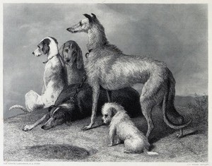 view A group of five hunting dogs. Steel engraving by J. C. Webb after E. H. Landseer.