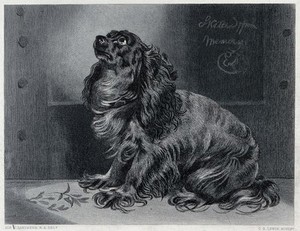 view A pet dog sitting and looking up with an expectant gaze. Steel engraving by C. G. Lewis after E. H. Landseer.