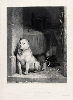 view A battle-scarred terrier with cropped ears is sitting on the doorstep of a butcher's shop. Steel engraving by H. Beckwith after E. H. Landseer.