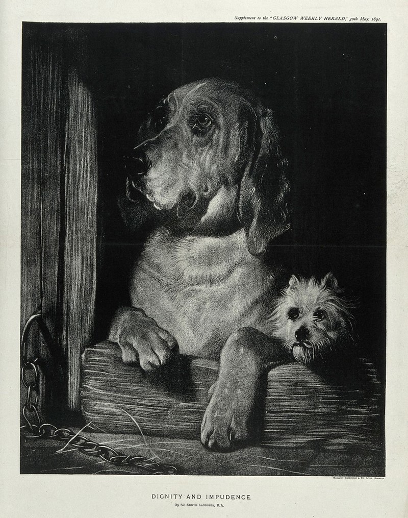 A bloodhound and a Scotch terrier sitting in a kennel and looking