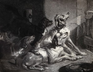 view Four dogs sitting in a barn looking expectant at the door. Lithograph after E. H. Landseer.