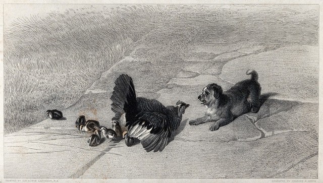 A hen defending its chicks from the playful advances of a puppy. Etching by C. G. Lewis after E. H. Landseer.