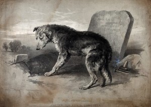 view A dog standing on a fresh grave looking mournfully. Lithograph after E. H. Landseer.