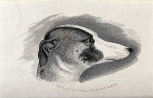 view Head of a greyhound. Engraving by H. B. Hall after a sketch by E. H. Landseer.