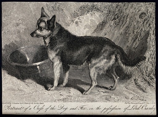 A cross between a dog and a fox standing next to a water bowl and a tree. Etching by T. Landseer after a sketch by E. Landseer.