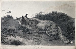 view A fox stalking ducks in the heath. Engraving by T. Landseer after E.H. Landseer.