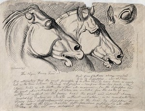 view Heads of the horses in the Elgin marbles. Etching by J. Landseer.