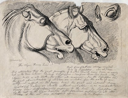 Heads of the horses in the Elgin marbles. Etching by J. Landseer.