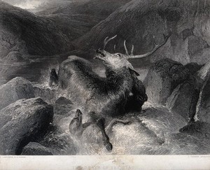view An exhausted stag is hunted into a river by two hounds. Etching by J. Cousen after E. H. Landseer.