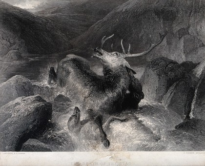 An exhausted stag is hunted into a river by two hounds. Etching by J. Cousen after E. H. Landseer.