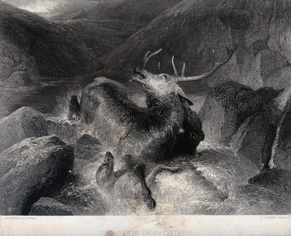 An exhausted stag is hunted into a river by two hounds. Etching by J. Cousen after E. H. Landseer.