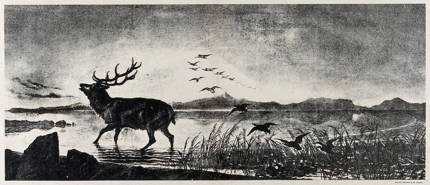 A stag is emerging from a lake while a group of ducks departs. Lithograph after an oil painting by E. H. Landseer.