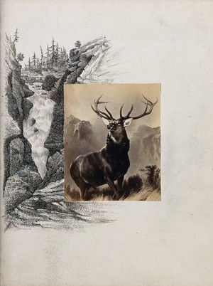 view A stag in a mountainous landscape. Photograph after E.H. Landseer with a pen and ink drawing of a waterfall.