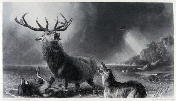 A wounded stag is attacked by two dogs in the water. Steel engraving by C. Mottram after E. H. Landseer.