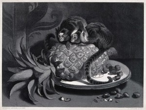 view Two monkeys sitting on a pineapple in a fruit bowl are attentively watching a wasp on the fruit stalk. Steel engraving by T. Landseer after E. H. Landseer.