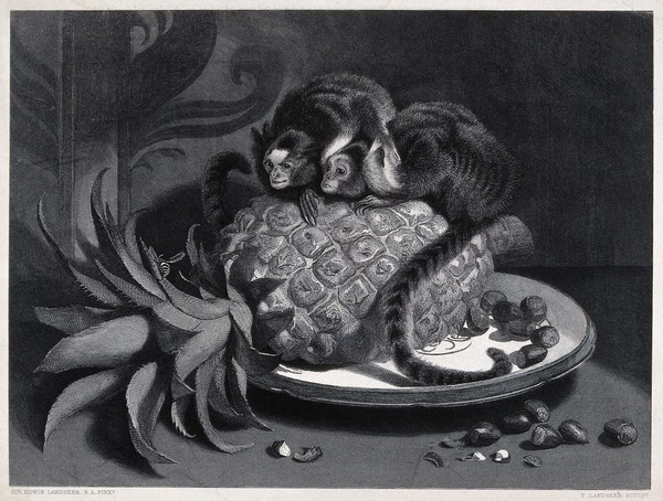 Two monkeys sitting on a pineapple in a fruit bowl are attentively watching a wasp on the fruit stalk. Steel engraving by T. Landseer after E. H. Landseer.